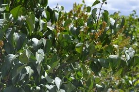 Green leaves outside natural bush