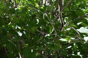 Green leaves bushes nature view