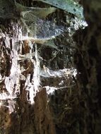 old dusty web