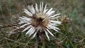 wild thistle flower in the grass