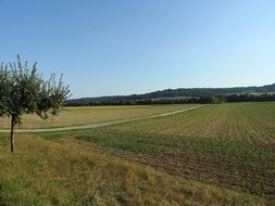 green tree near the field