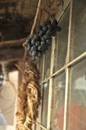 Raisins in autumn