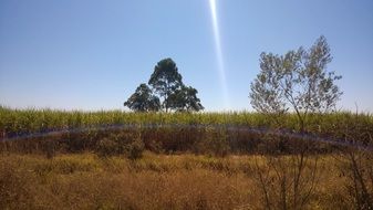 alone tree with sun rays