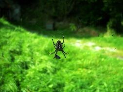 spider on a web against a green meadow close-up on blurred background