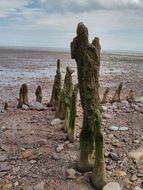 Wooden posts on the coast