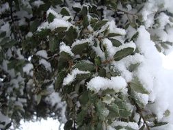 Snow on the green leaves in winter