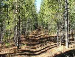 hiking path in forest