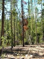Dead pine tree among the green trees in the forest
