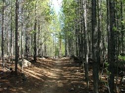 forest path in the play of light and shadow