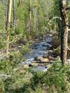 rapid streams in the forest