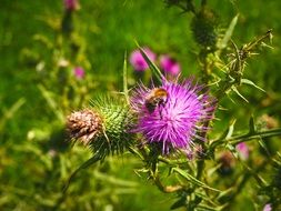 Honey bee on a purple blossom