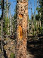 damaged tree bark in the form of an exclamation mark