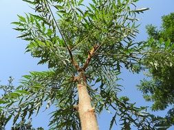 green tree against the sky