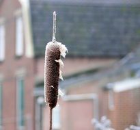 Lonely cattail on the background of houses