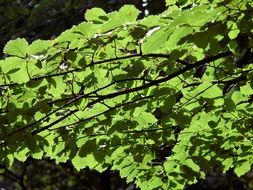 the sun through the green leaves on the branch