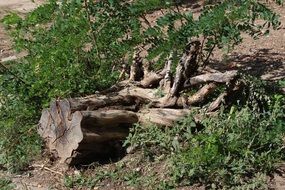 tree stump with roots