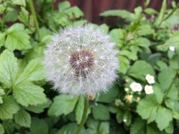 unimaginable dandelion