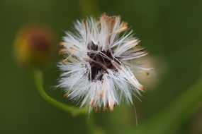 White blossom plant macro photo