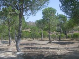 pine trees in the park in summer