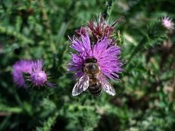 busy bee on the thistle flower