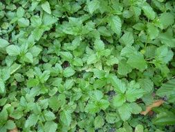 green nettle leaves in the garden