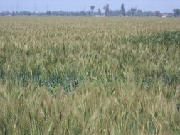 green ears on a wheat field in spring