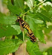 mating of two striped wasps on a green plant