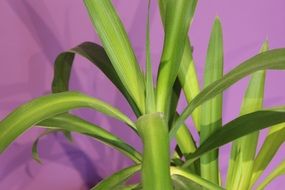 Green plant with the purple background