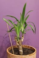 plants in the pot near the purple wall