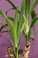 green plant on a purple background