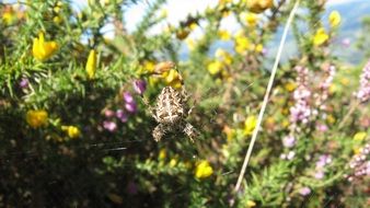 spider in a field