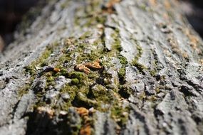 moss and fungi on tree bark