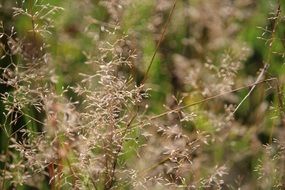 Autumn grass in a meadow