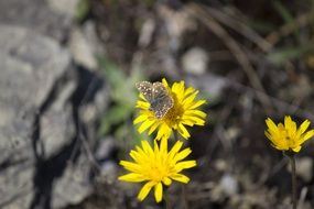 butterfly on a yellow dandelion flower