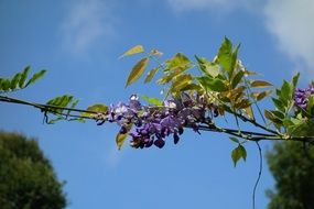 purple glycine flowers on the blue sky