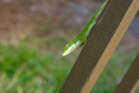 young lizard reptile