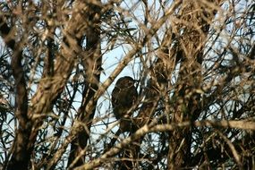 bird on a brown tree among the branches