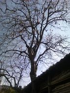 Deadwood in autumn
