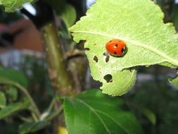 pasture ladybug