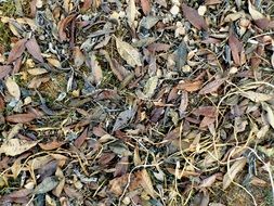 Lots of dried leaves on a ground