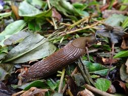 closeup view of red brown slug crawling on fallen leaves