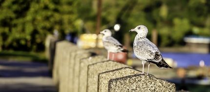 birds stand on stones