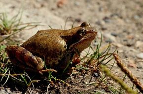 Picture of the wild frog