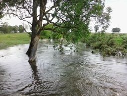 Landscape with the tree in water
