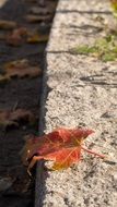 red maple leaf on the curb