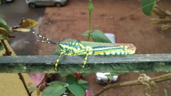 yellow green grasshopper on the fence