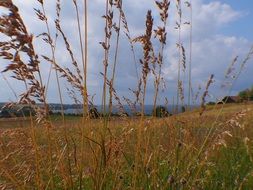 tops of dry grass on meadow in countryside close-up