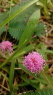 Pink flowers in a meadow