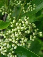 a sea of white flowers with green leaves