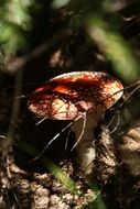 mushroom in the game of light and shadow